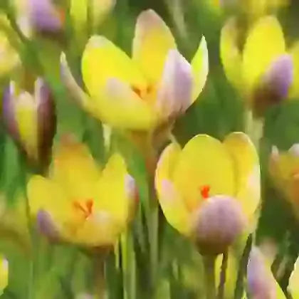 Early Spring Flowering Crocus